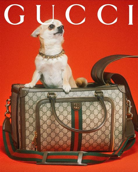 gucci hot dog shaped bag|gucci pet collection 2021.